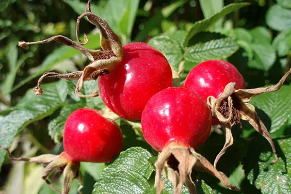 KetosisIRL Rose Hip